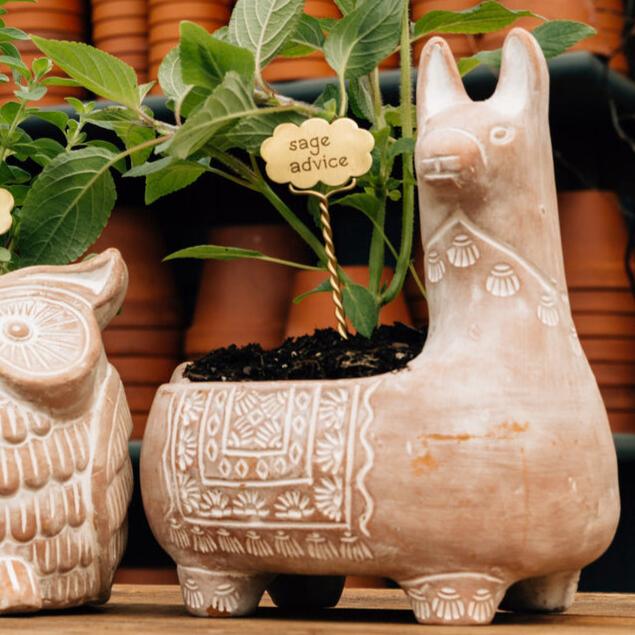 Potted Plant Pet Bundle